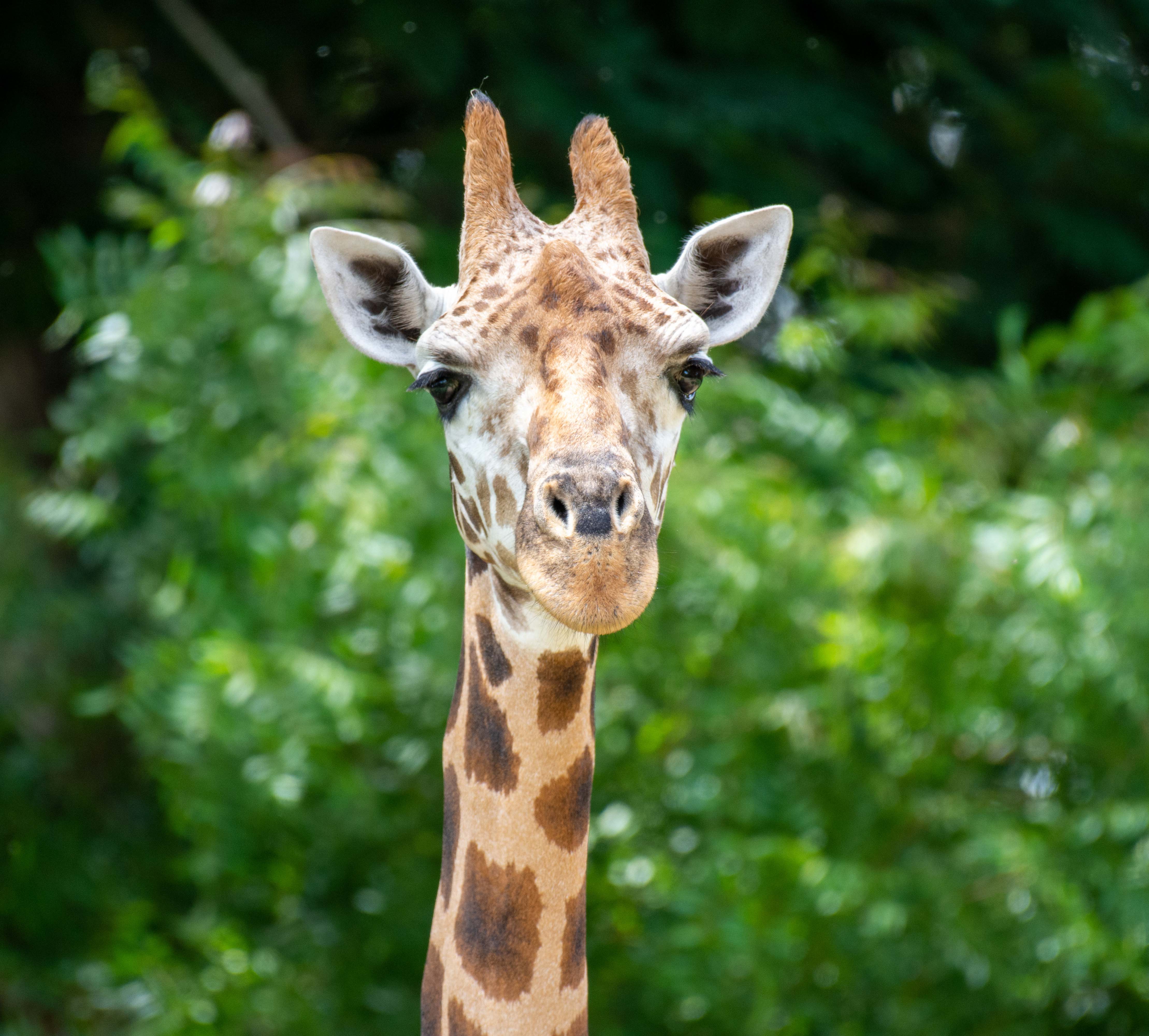 tourist places in mysore zoo